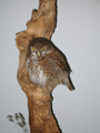 2010-glaucidium